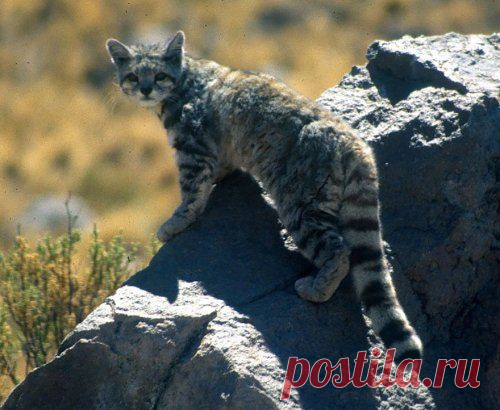 Виды диких кошек, о которых вы могли не знать