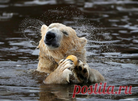 Удивительные фотографии животных из разных уголков мира / Питомцы