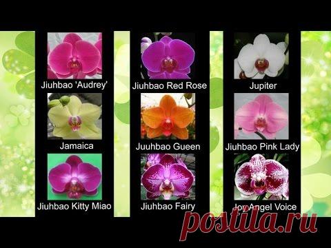 Сорта названия орхидей фаленопсис ❀ Phalaenopsis orchid varieties
