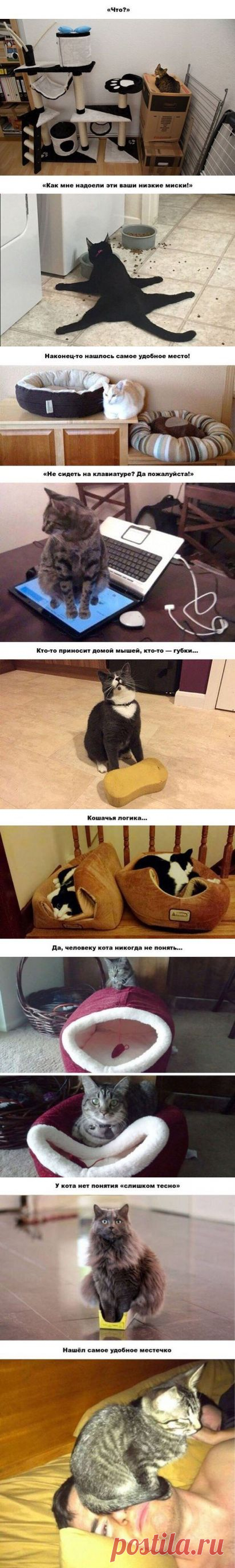 20 забавных примеров железной кошачьей логики