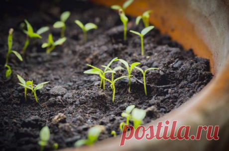 Экстремальный метод проращивания семян: посев в кипяток Дачники готовы буквально на все, чтобы драгоценные семена взошли быстро и массово. Некоторые таким критериям вполне соответствуют, а вот с другими приходится повозиться. Но готовые на смелые экспериме…