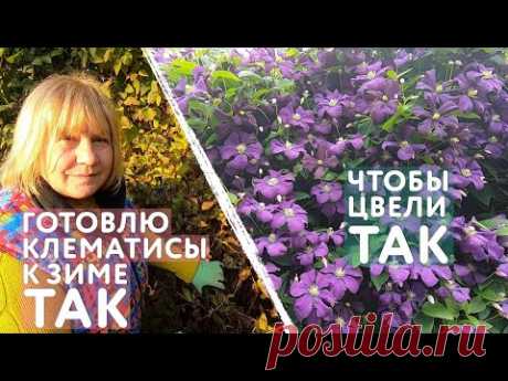 Как подготовить клематисы к зиме: подкормка, полив, обрезка, окучивание, укрытие и защита от мышей