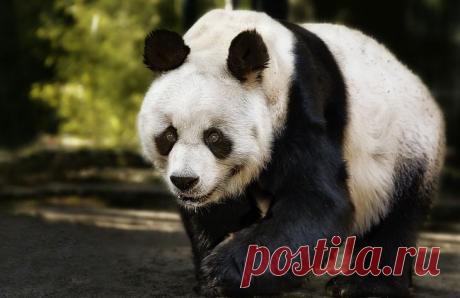 Портреты животных. Часть 1