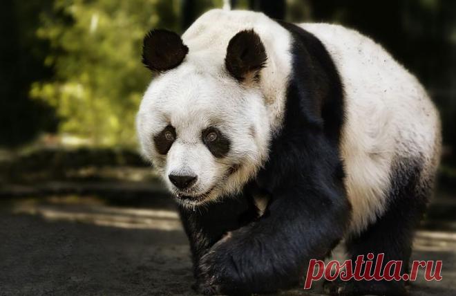 Портреты животных. Часть 1