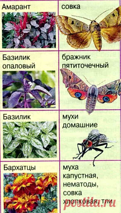 Какие растения отпугивают комаров, мух и других вредителей | Дача - впрок