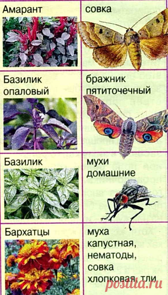 Какие растения отпугивают комаров, мух и других вредителей | Дача - впрок