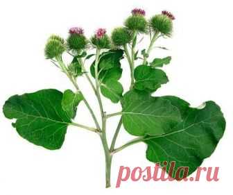 ОТ ТРЕЩИН НА ПЯТКАХ — ЛОПУХ 



Совершенно неожиданным образом я научилась содержать свои ноги в идеальном состоянии. 

Обычно от ходьбы босиком летом пятки становятся грубыми, растрескиваются так, что в открытой обуви ходить просто невозможно. А поскольку все выходные дни мы проводим на даче, то чаще всего ходим именно босиком, и от этого трудно отказаться, к тому же это очень полезно. У нас есть соседка подаче, которая очень давно страдает заболеванием суставов. Для снят...