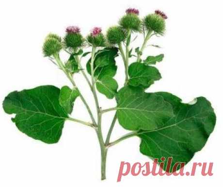 ОТ ТРЕЩИН НА ПЯТКАХ — ЛОПУХ 



Совершенно неожиданным образом я научилась содержать свои ноги в идеальном состоянии. 

Обычно от ходьбы босиком летом пятки становятся грубыми, растрескиваются так, что в открытой обуви ходить просто невозможно. А поскольку все выходные дни мы проводим на даче, то чаще всего ходим именно босиком, и от этого трудно отказаться, к тому же это очень полезно. У нас есть соседка подаче, которая очень давно страдает заболеванием суставов. Для снят...