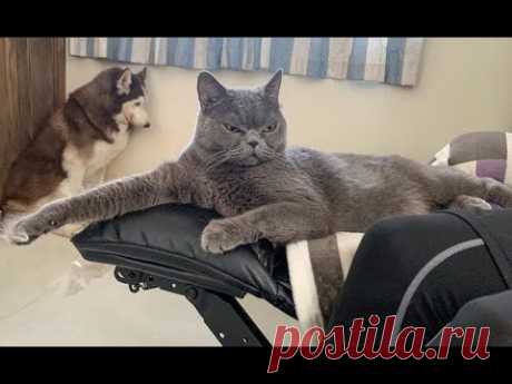 😺 Сиди тихо, ты наказан! 🐈 Видео смешных котов, котят и собак для хорошего настроения! 😻