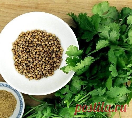 Лечебные свойства семян кориандра