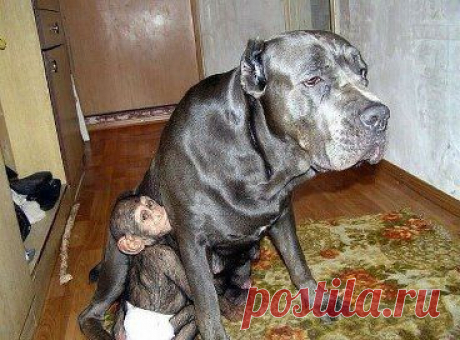 ·•●♥Daria ๑ஐDoberman ·•●♥








•••в продолжении ещё фото
ВТОРАЯ МАМА!!! 
Когда в зоопарке умерла шимпанзе, недавно родившая малыша, сотруднику пришлось взять шимпанзенка домой для выкармливания. И тут случилось чудо - о маленькой обезьянке стала заботиться собака, как раз в это время выкармливающая щенков.
Информация журнала &quot;Мой друг-собака&quot;.
•••
СОХРАНИТЬУстановить себе
