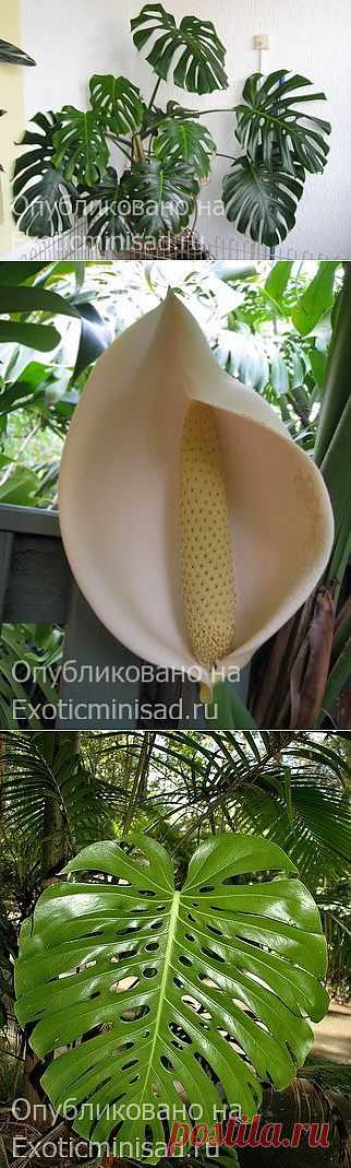 Монстера деликатесная — Monstera deliciosa | Экзотические комнатные растения