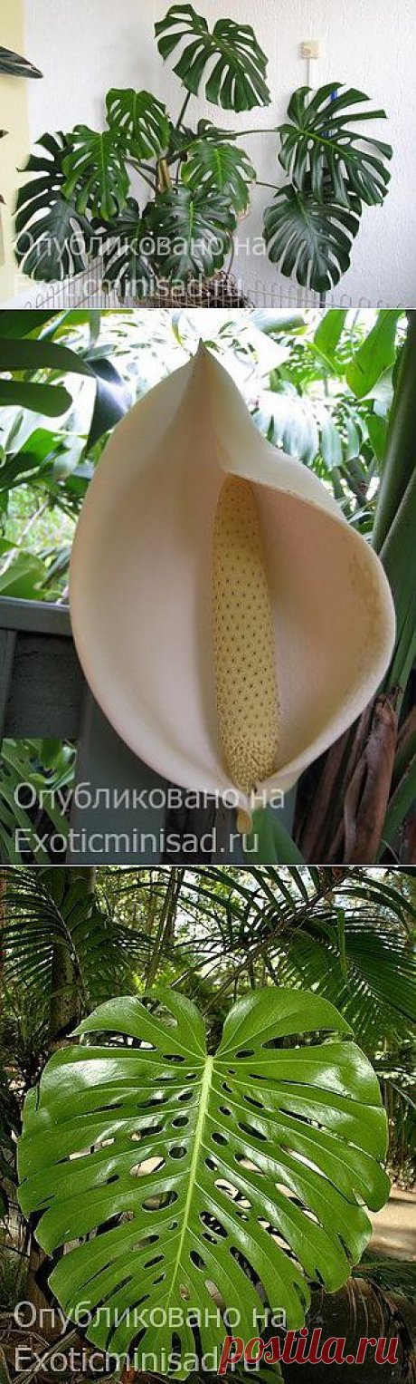 Монстера деликатесная — Monstera deliciosa | Экзотические комнатные растения