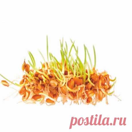Про ростки и листики В любом магазине можно купить ростки растений и микрозелень, но до сих пор мало кто понимает, как их употреблять, а главное - в чем их польза