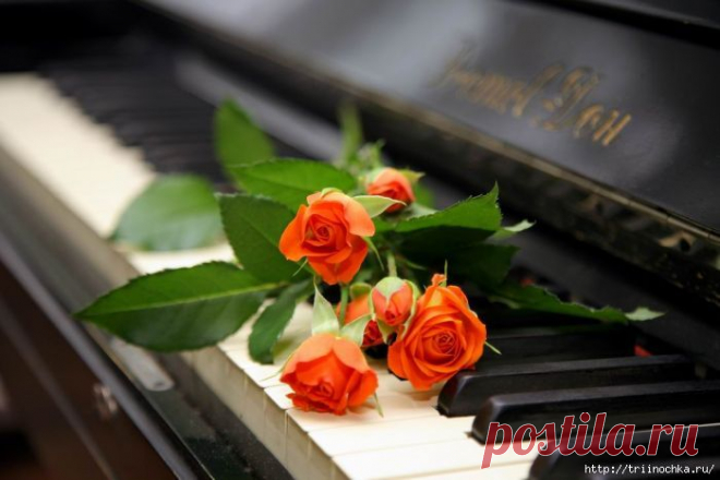 Цветы на клавишах рояля… в глазах две капельки росы….