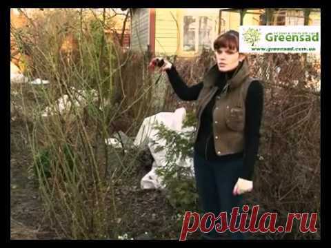 ВЕСЕННЯЯ ОБРЕЗКА РОЗ. ОБЩИЕ ПРИНЦИПЫ ОБРЕЗКИ | Самоцветик