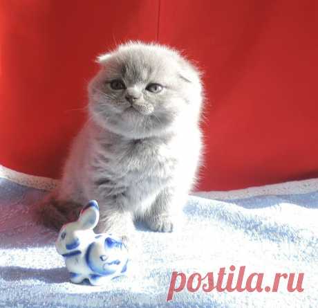 Шикарная плюшка вислоушка. В отличном породном типе! Ласковая игрулька! Любит ручки!( д.р. 10.02.2015г).