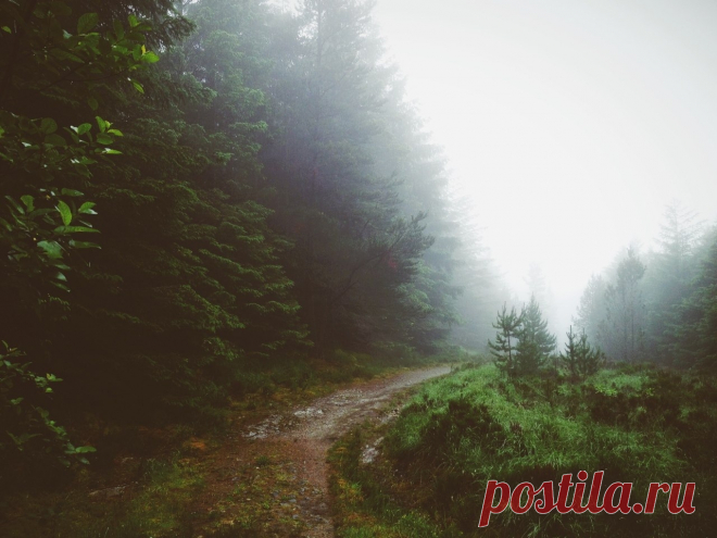 Потрясающий лес в Шеффилде - Путешествуем вместе