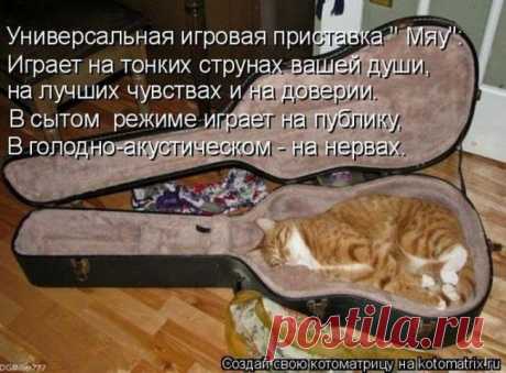 Кошка никогда не допустит, чтобы ее увидели в не фотогеничной позе.