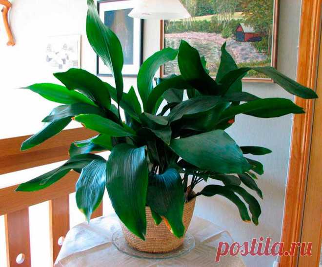 Комнатное растение Аспидистра (Aspidistra). Одно из самых неприхотливых растений, способное выносить резкие колебания температуры, сухой и пыльный воздух, недостаток света. К тому же аспидистра нетребовательна к почве. Аспидистра незаменима при декорировании помещений с недостаточной освещенностью и меняющимся температурном режимом.