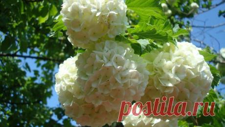 Бульденеж кустарник - уход и выращивание декоративного кустарника калина бульденеж