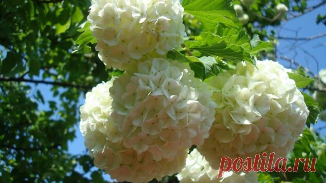 Бульденеж кустарник - уход и выращивание декоративного кустарника калина бульденеж