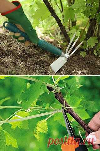 Уход за кустами смородины и крыжовника.