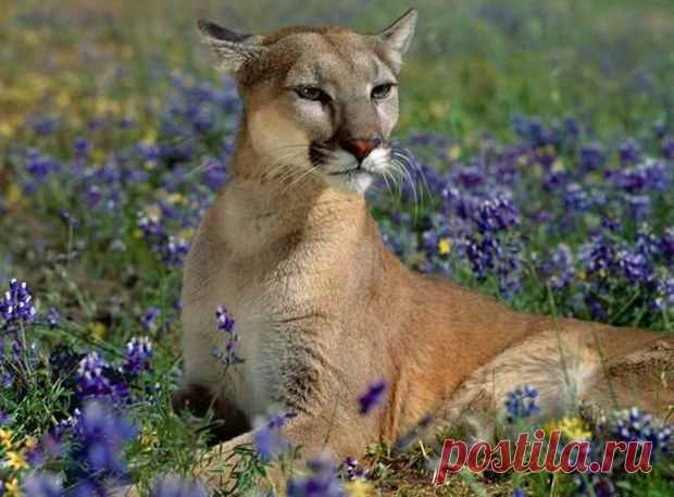 На грани исчезновения: топ-15 редких животных | Информационно-справочный портал Беларуси - interfax.by- ФЛОРИДСКАЯ  ПУМА