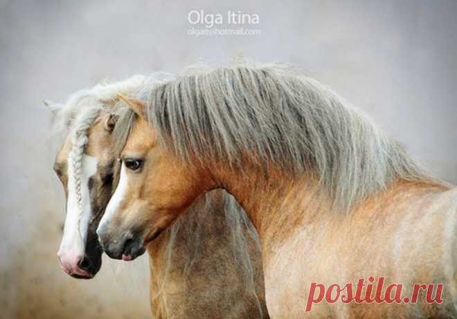 Красота лошади в фотографиях