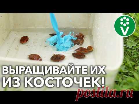 ПЕРСИКИ И АБРИКОСЫ В СРЕДНЕЙ ПОЛОСЕ РАСТИМ ИЗ КОСТОЧЕК! И вот почему!