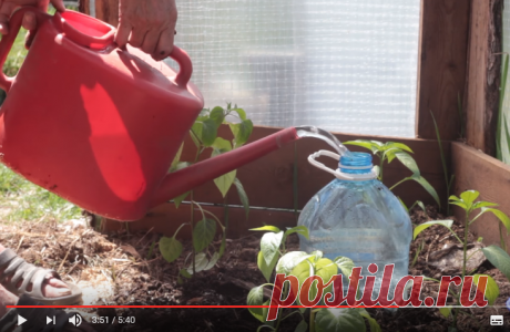 Как сделать правильный капельный полив из пластиковых бутылок своими руками?