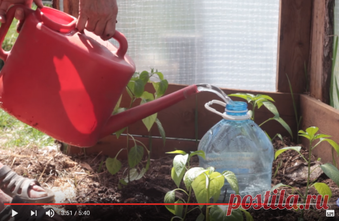 Как сделать правильный капельный полив из пластиковых бутылок своими руками?