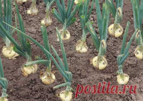 Подкормка для Лука, про которую рассказала мне еще Бабушка. Урожай радует каждый год | Все о цветоводстве | Яндекс Дзен