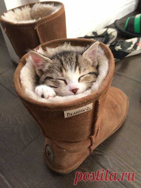 20 спящих котят)))
