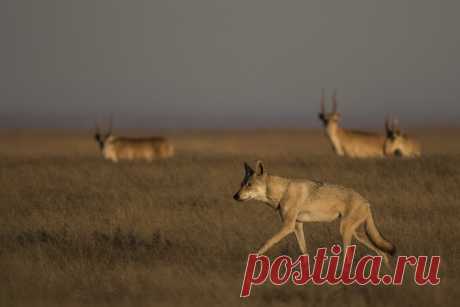 «Степная волчица» «Увидеть волка и сайгака по отдельности – удача. Увидеть их одновременно – чудо. Каждое движение волчицы было отточеным и энергичным, а по сторонам она глядела властно и уверенно», – рассказывает автор снимка Варвара Дронова: nat-geo.ru/photo/user/44220/. Заказник «Степной», Астраханская область.