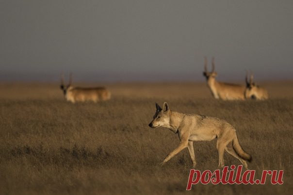 «Степная волчица» «Увидеть волка и сайгака по отдельности – удача. Увидеть их одновременно – чудо. Каждое движение волчицы было отточеным и энергичным, а по сторонам она глядела властно и уверенно», – рассказывает автор снимка Варвара Дронова: nat-geo.ru/photo/user/44220/. Заказник «Степной», Астраханская область.
