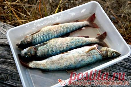 Походные рецепты: рыба горячего копчения В походной кухне есть огромный плюс: раскрепощённость, полная свобода в движениях и решениях. Можно дымить, рассыпать и разбрызгивать сколько душе угодно абсолютно не в ущерб интерьеру. Причём некоторые кулинарные приёмы осуществимы только на открытом воздухе. Например, копчение. Один из самых