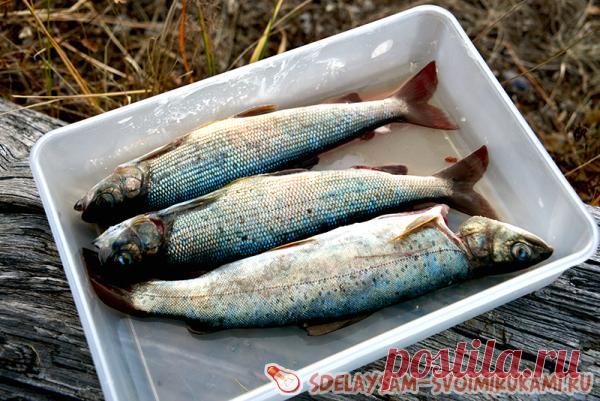 Походные рецепты: рыба горячего копчения В походной кухне есть огромный плюс: раскрепощённость, полная свобода в движениях и решениях. Можно дымить, рассыпать и разбрызгивать сколько душе угодно абсолютно не в ущерб интерьеру. Причём некоторые кулинарные приёмы осуществимы только на открытом воздухе. Например, копчение. Один из самых