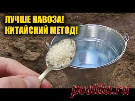 1 ЛОЖКУ НА ВЕДРО ВОДЫ И ЗЕМЛЯ КАК НОВАЯ! ПРОЛЕЙТЕ ЭТИМ ЗЕМЛЮ ДЛЯ ОБИЛЬНОГО УРОЖАЯ ВСЕГО