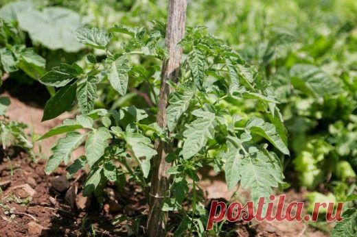 Томат. Уход, выращивание, размножение. Агротехника. Открытый грунт. Рассада. - Ботаничка.ru