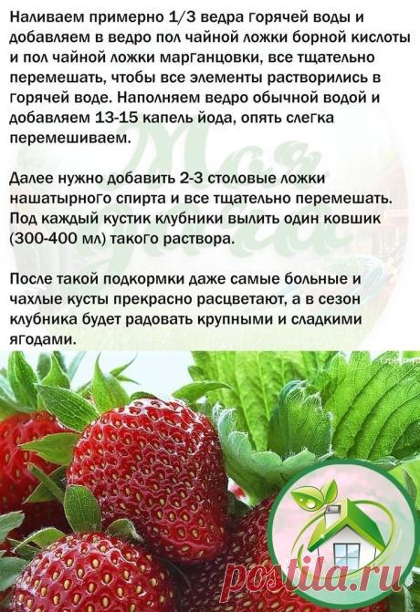 ВЫРАЩИВАЕМ БОЛЬШУЮ И СОЧНУЮ КЛУБНИКУ