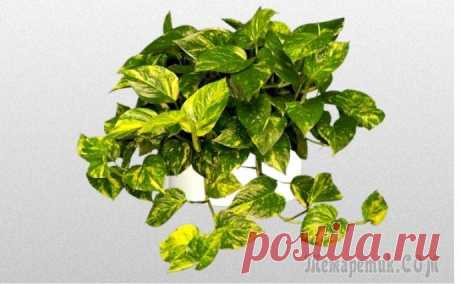 Сциндапсус, или тропическая декоративная лиана, в домашнем цветоводстве