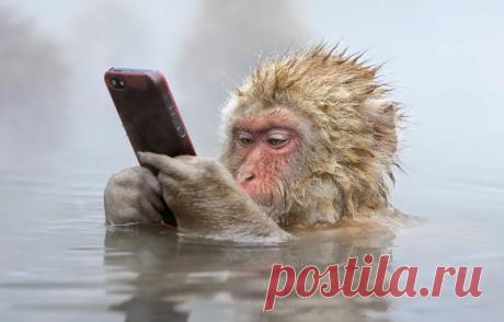 Джигокудани - парк снежных обезьян, Япония (35 фото)Обезьяний парк Джигокудани или парк снежных обезьян (Jigokudani Yaen-koen, Jigokudani Monkey Park) – необычное место, лежащее на высоте 850 метров в долине реки Ёкою (Yokoyu) на острове Хонсю, Япония. Находится оно в северной части префектуры Нагано и входит в состав национального парка Joshinetsu Kogen. Прославился Джигокудани благодаря колонии японских макак, которые живут на его территории и демонстрируют очень оригинальное поведение.