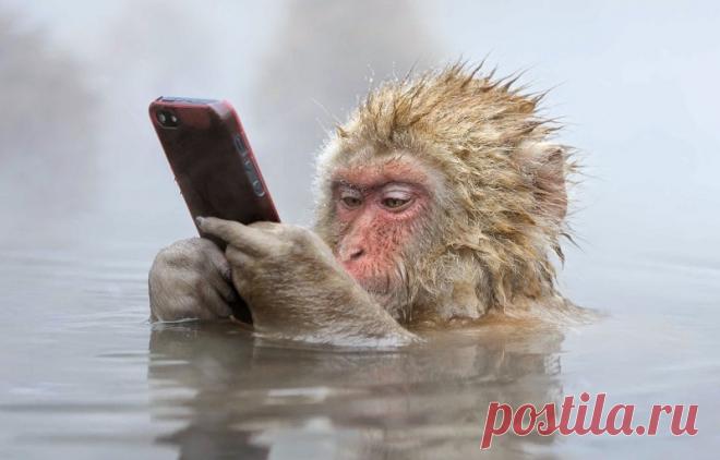 Джигокудани - парк снежных обезьян, Япония (35 фото)Обезьяний парк Джигокудани или парк снежных обезьян (Jigokudani Yaen-koen, Jigokudani Monkey Park) – необычное место, лежащее на высоте 850 метров в долине реки Ёкою (Yokoyu) на острове Хонсю, Япония. Находится оно в северной части префектуры Нагано и входит в состав национального парка Joshinetsu Kogen. Прославился Джигокудани благодаря колонии японских макак, которые живут на его территории и демонстрируют очень оригинальное поведение.