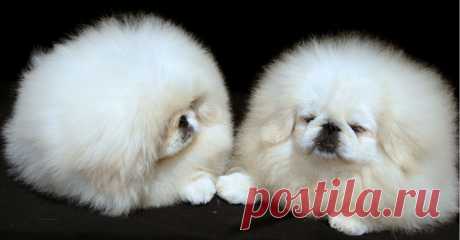 питомник WILFREDO