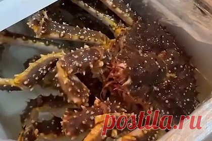 Россиянин начал разводить дальневосточных крабов у себя в холодильнике