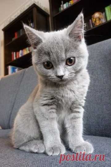 8 августа - всемирный день кошек
Хотелось бы поздравить всех владельцев и просто любителей этих милых созданий, которые делают нашу жизнь ярче, веселее и счастливее!)) Любите животных!)