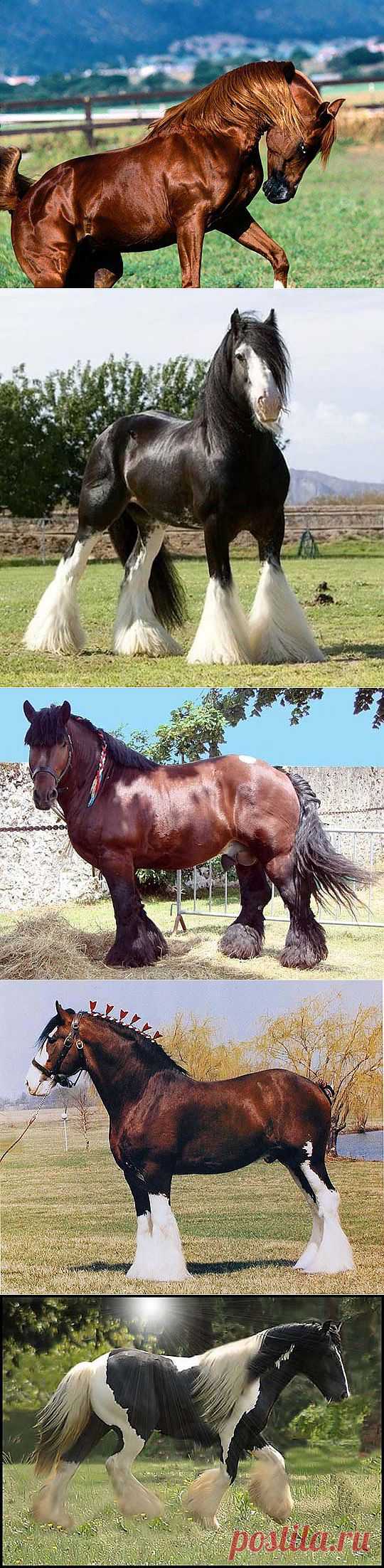Красивые лошади, кони, скакуны, жеребята. Картинки. Фото. Видео