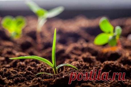 Песок как удобрение: польза или вред для растений — Дачный участок