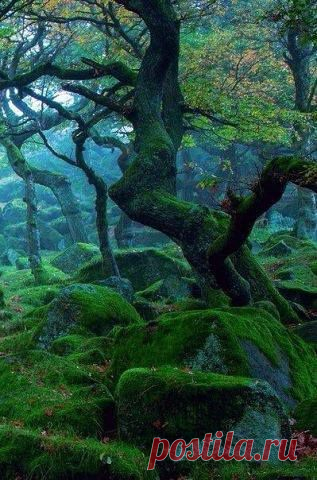 Шурик Захаров - Шурик Захаров поделился фотографией Елены Анисимовой.